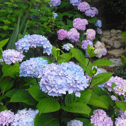 Blue Enchantress® Hydrangea