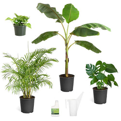 Boho House Plant Kit
