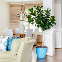 Bambino Fiddle Leaf Fig