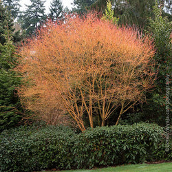 Bihou Japanese Maple Tree