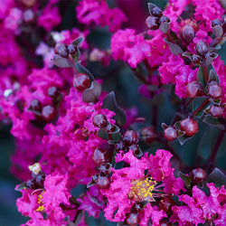 Black Diamond® Crape Myrtle - Mystic Magenta™