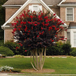 Black Diamond® Crape Myrtle - Best Red™