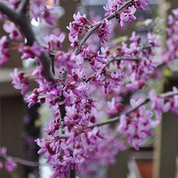 Black Pearl™ Redbud Tree