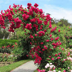 Blaze Improved Climbing Rose