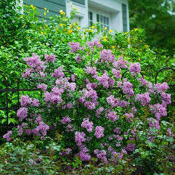 Bloomerang® Lilac Shrub