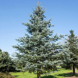 Blue Cloak White Fir Tree