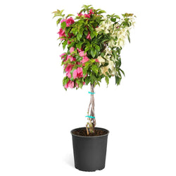 Bi-Color Bougainvillea Tree