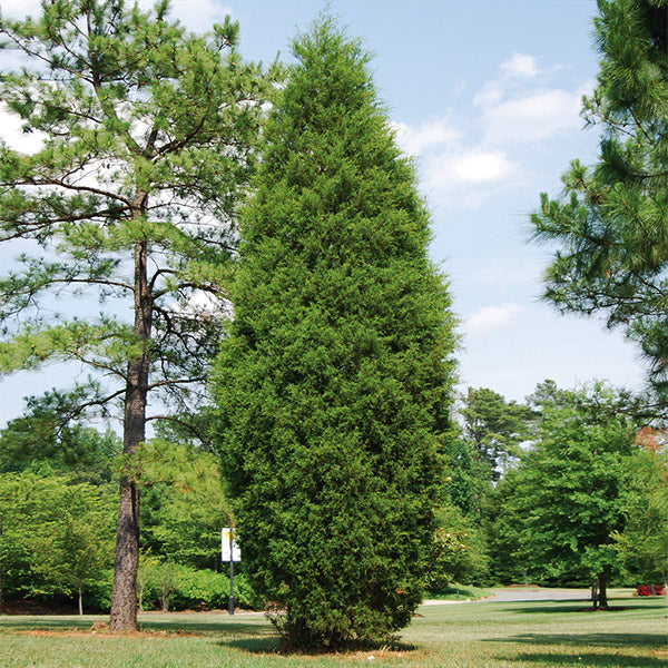 schoorsteen Vaardig jam Brodie Eastern Red Cedar Trees for Sale – FastGrowingTrees.com