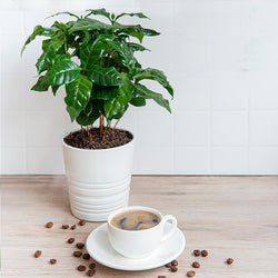 Arabica Coffee Plant - USDA Organic