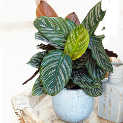 Calathea Ornata