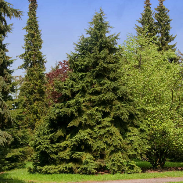 Canadian Hemlock Trees For Sale Fastgrowingtrees Com