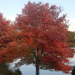 Endless Autumn Maple™ Tree