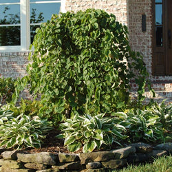 Cascading Hearts Redbud Tree