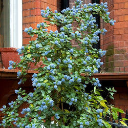 Yankee Point California Lilac