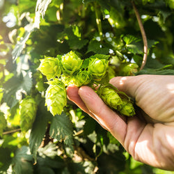 Centennial Hops Plant