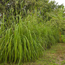 Citronella Grass (Cymbopogon nardus)