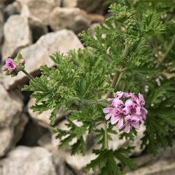 Citronella (Anti-Mosquito Plant)