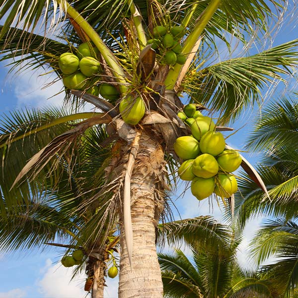 Coconut Palm Trees for Sale– FastGrowingTrees.com
