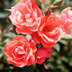 Coral Knock Out® Rose Shrub