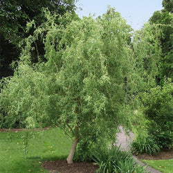 Corkscrew Willow Tree