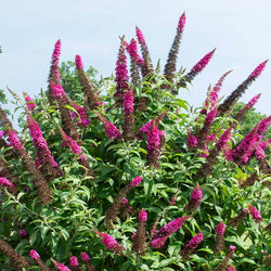 CranRazz™ Butterfly Bush (Tree Form)