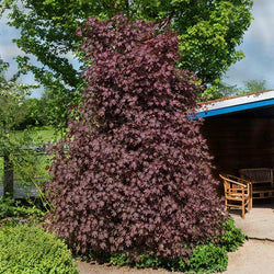 Crimson Sentry Norway Maple Tree