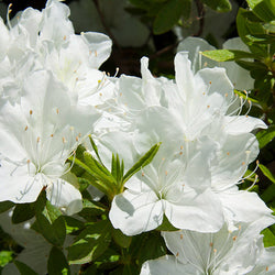 Delaware Valley White Azalea