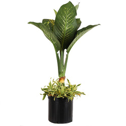 Dieffenbachia and Song of India Combo