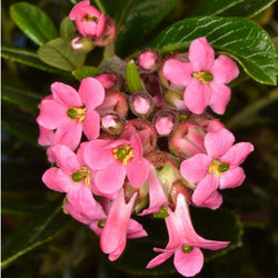 Dwarf Escallonia