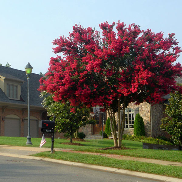 Live Plants 1 Foot Tall Dynamite Red Crape Myrtle Fire Engine Red Explosion of Color No California 