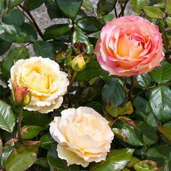 Euphoria® Rose Shrub