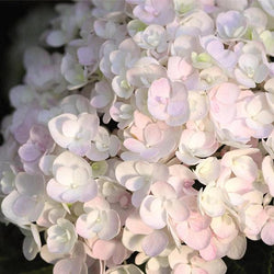 Endless Summer® Blushing Bride Bigleaf Hydrangea Shrub