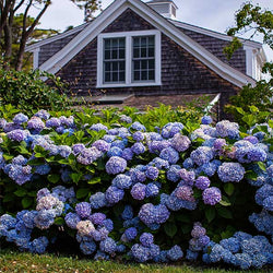 Endless Summer® Hydrangea Shrub