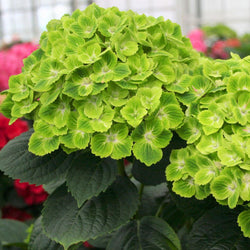 Everlasting® Green Cloud Emerald Hydrangea Shrub