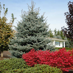 Fat Albert Colorado Blue Spruce