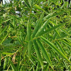 Fernleaf Bamboo