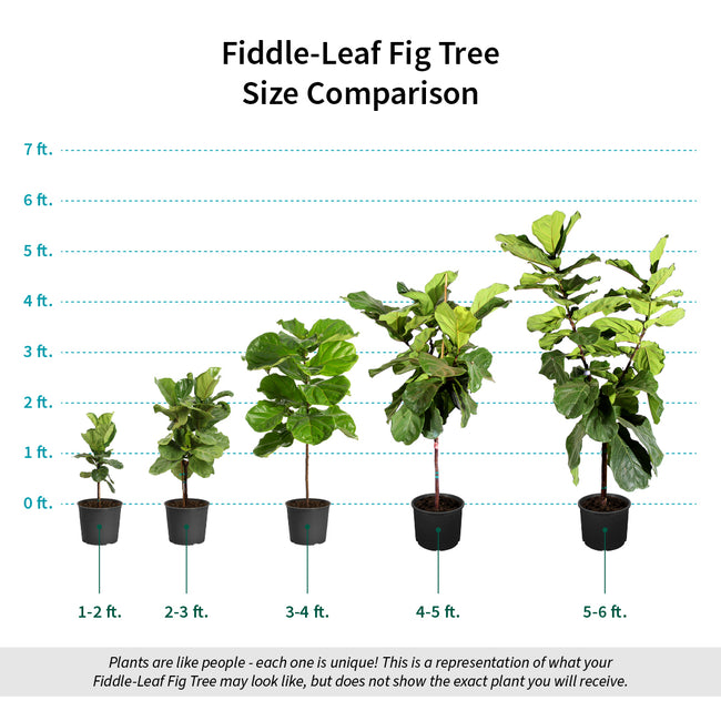 Fiddle-Leaf Fig Tree