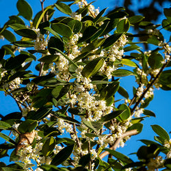 Fragrant Tea Olive Tree