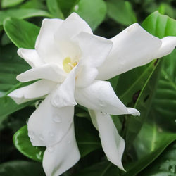 Frost Proof Gardenia Shrub