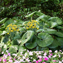 Giant Leopard Plant