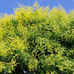 Golden Raintree