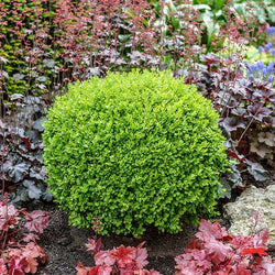 Green Velvet Boxwood Shrub