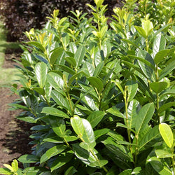 Greenfinity Cherry Laurel