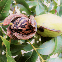 Hardy Pecan