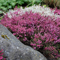 Springwood Pink Winter Heath