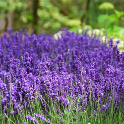 Hidcote Purple Lavender Plant