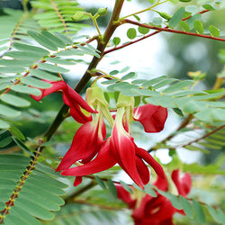 Red Hummingbird Tree (Sesbania Grandiflora)