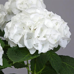 Everlasting® Bride White Hydrangea Shrub