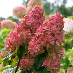 Fire Light® Hydrangea Shrub