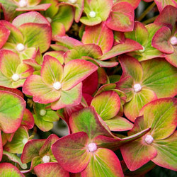 Pistachio Hydrangea Shrub